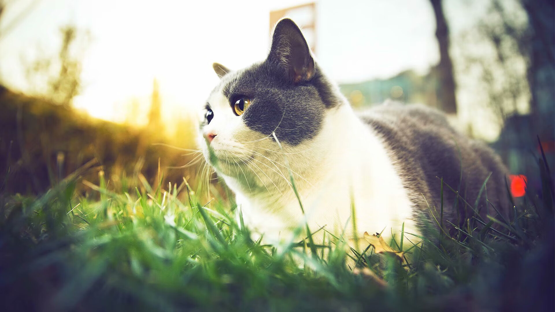 OG·阿努诺比在NBA常规赛中贡献稳定，猛龙阿努诺比