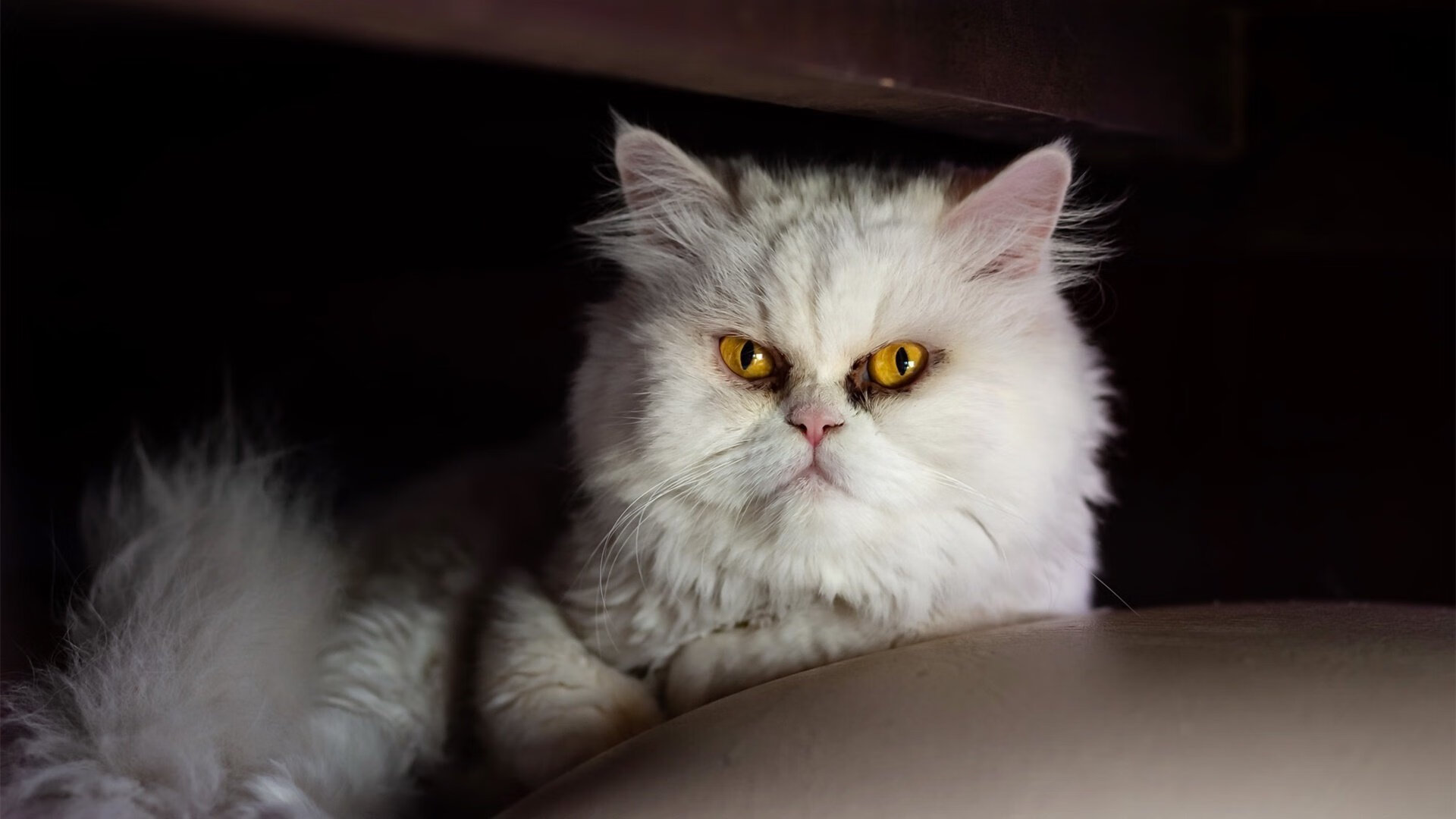 “法国足球争霸战：豪门争锋，悬念不断”，搜索法国足球